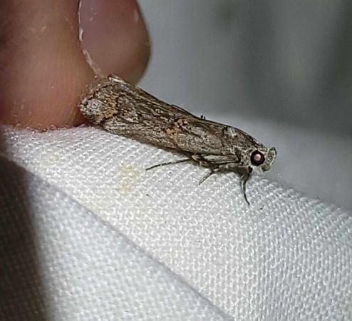 Pempelia palumbella  - Thomas Lux