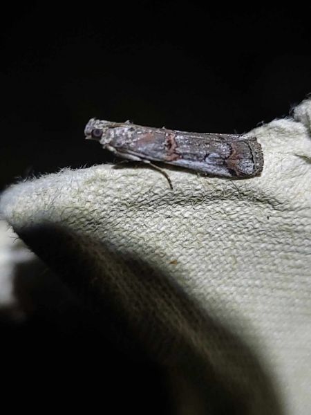 Pempelia palumbella  - Thomas Lux