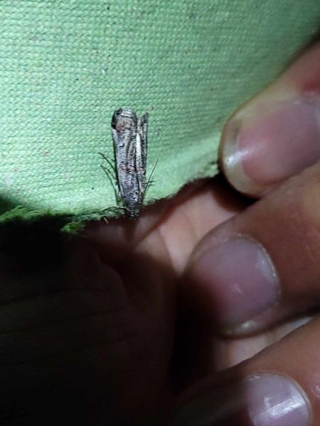 Pempelia palumbella  - Thomas Lux