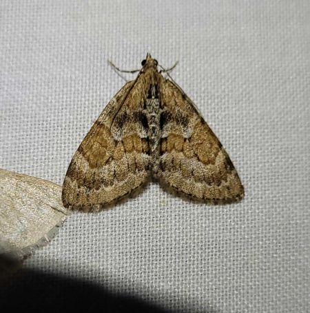 Thera obeliscata  - Thomas Lux