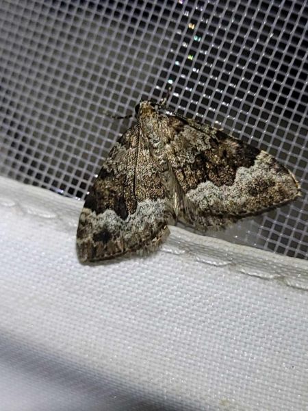 Colostygia aptata  - Thomas Lux