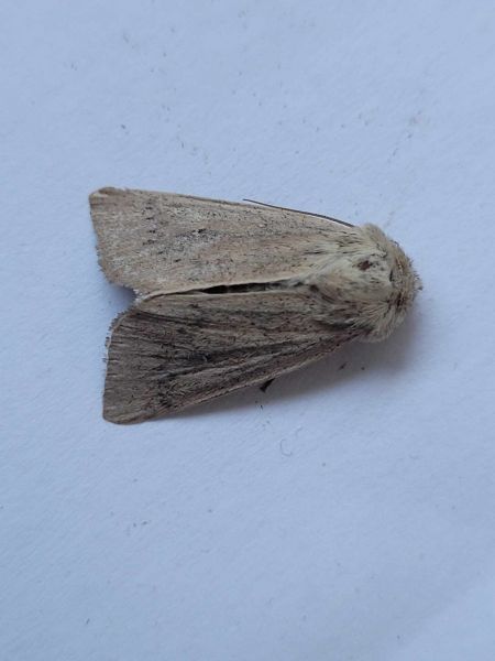 Mythimna sicula  - Thomas Lux