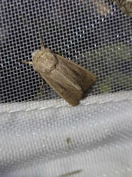 Mythimna sicula  - Thomas Lux
