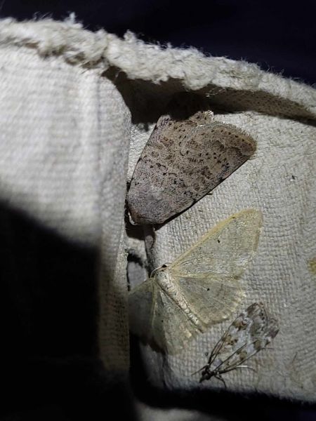 Hoplodrina respersa  - Thomas Lux