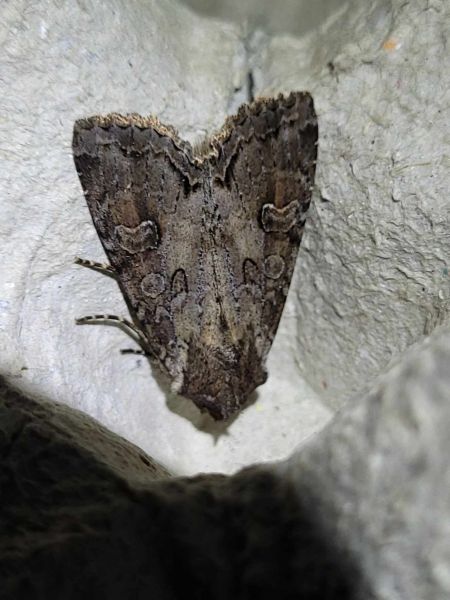 Polia bombycina  - Thomas Lux
