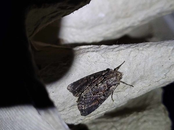 Lacanobia thalassina  - Thomas Lux