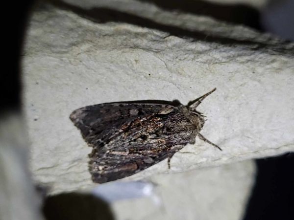 Lacanobia thalassina  - Thomas Lux