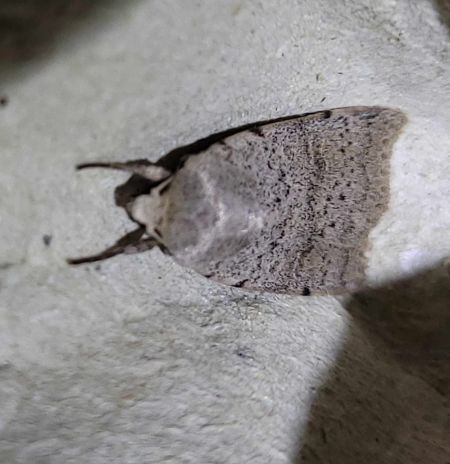 Hoplodrina respersa  - Thomas Lux