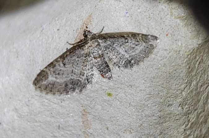 Eupithecia subumbrata  - Thomas Lux