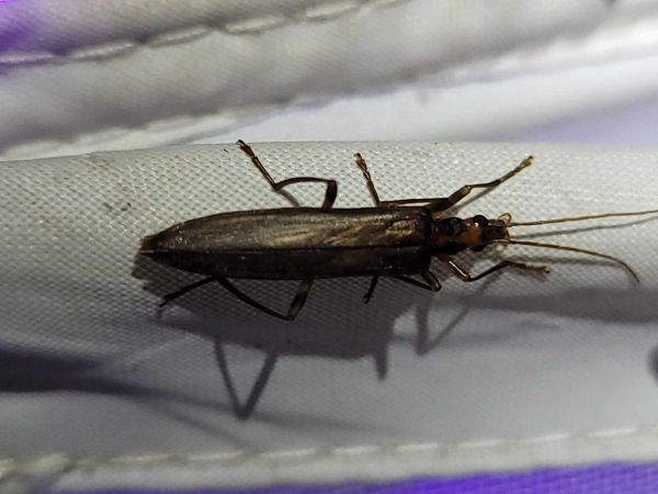 Oedemera femoralis  - Thomas Lux