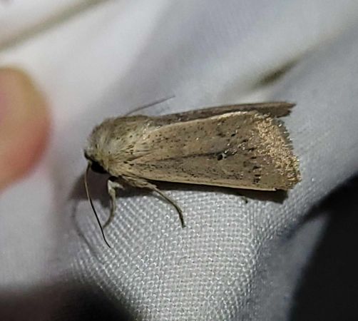 Mythimna sicula  - Thomas Lux