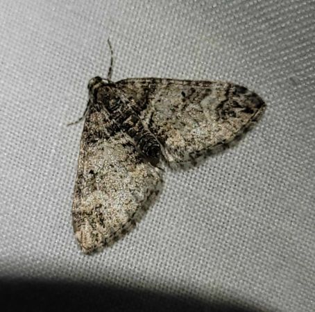 Perizoma juracolaria  - Thomas Lux