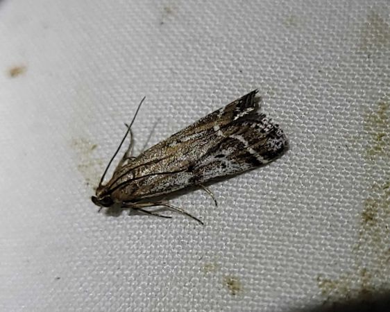 Pempeliella ornatella  - Thomas Lux
