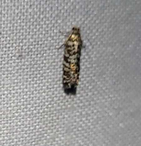 Epinotia tedella  - Thomas Lux