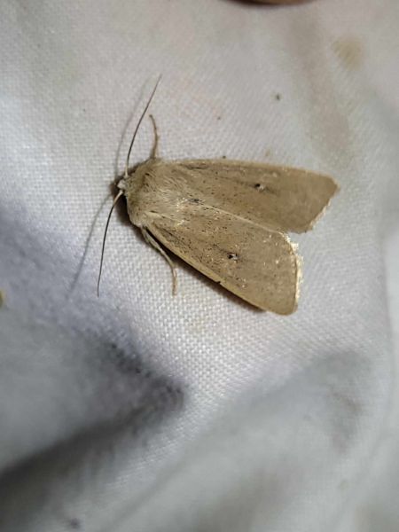 Mythimna sicula  - Thomas Lux
