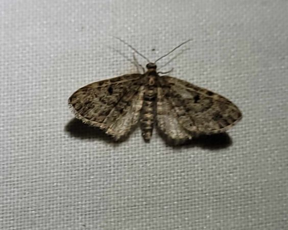 Eupithecia tantillaria  - Thomas Lux