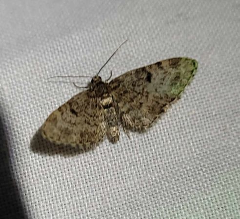 Eupithecia tantillaria  - Thomas Lux