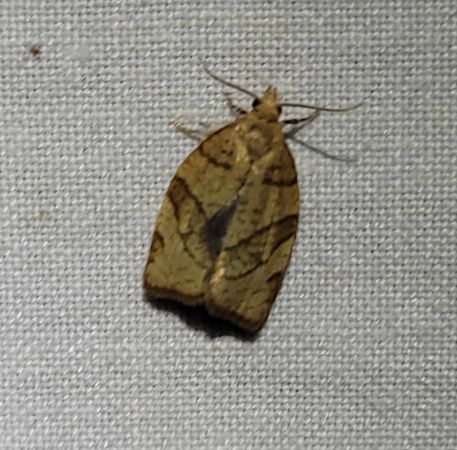 Pandemis corylana  - Thomas Lux