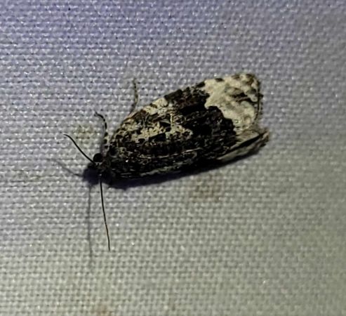 Apotomis turbidana  - Thomas Lux