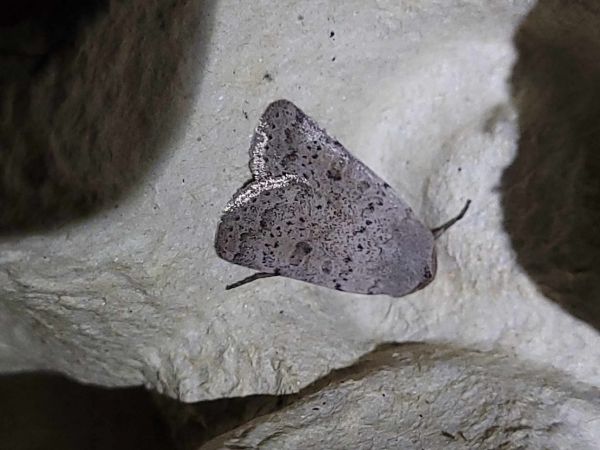 Hoplodrina respersa  - Thomas Lux