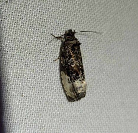 Hedya nubiferana  - Thomas Lux
