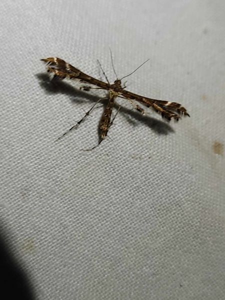 Oxyptilus sp.  - Thomas Lux