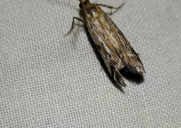 Pempeliella ornatella  - Thomas Lux