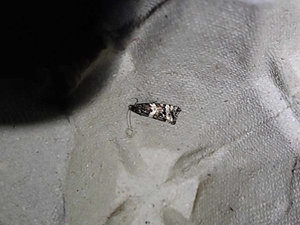 Phiaris bipunctana  - Thomas Lux