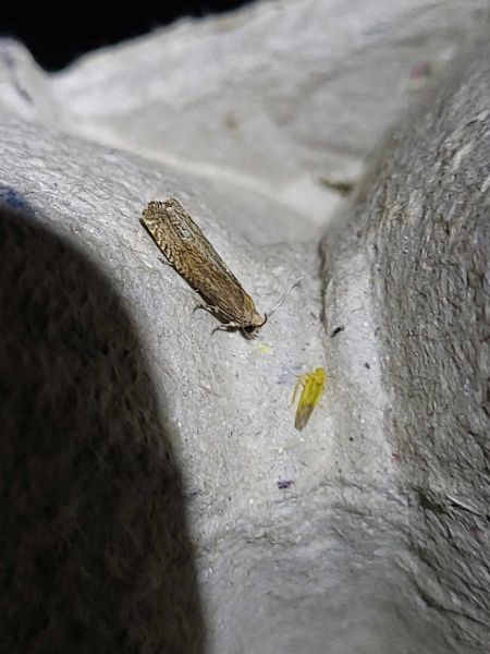 Eucosma sp.  - Thomas Lux