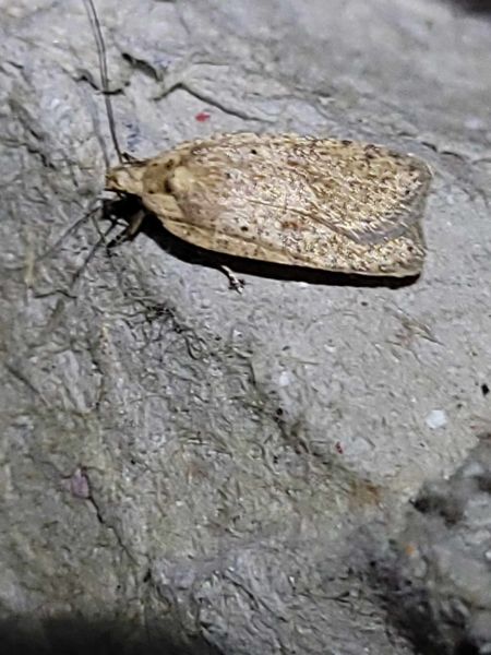Agonopterix indéterminé  - Thomas Lux