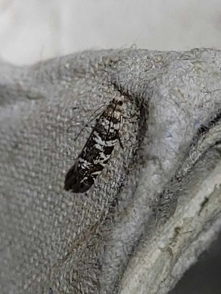 Epinotia tedella  - Thomas Lux