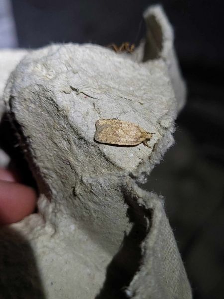 Agonopterix sp.  - Thomas Lux