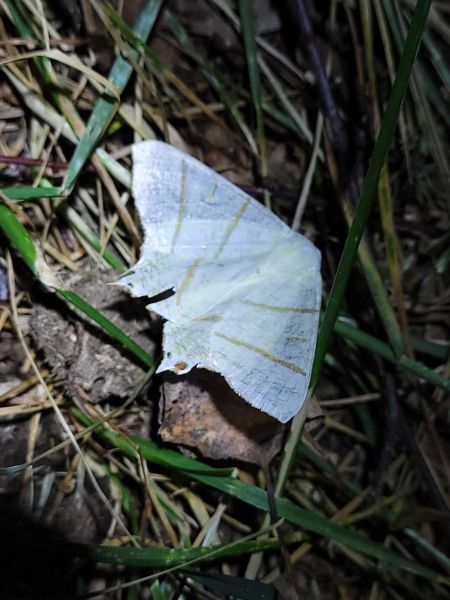 Ourapteryx sambucaria  - Thomas Lux