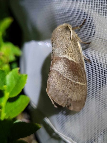 Bombyx de la Ronce  - Thomas Lux