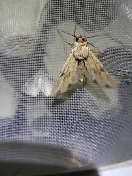 Apamea sublustris  - Thomas Lux