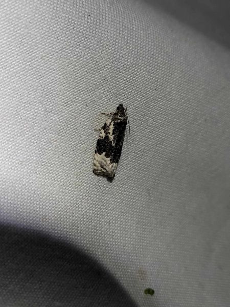 Apotomis turbidana  - Thomas Lux