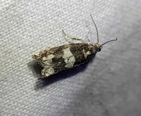 Epinotia demarniana  - Thomas Lux