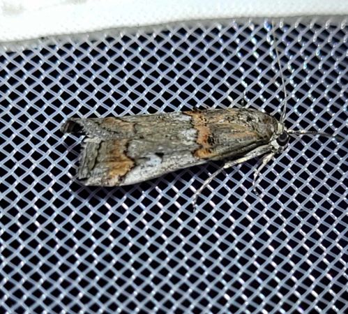 Pempelia palumbella  - Thomas Lux