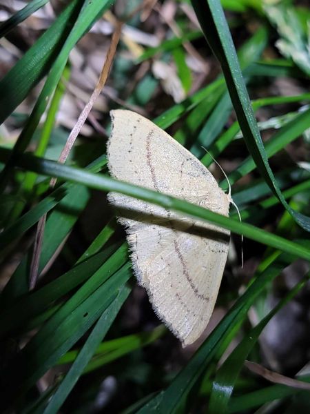 Cyclophora linearia  - Thomas Lux