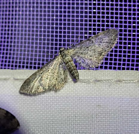 Eupithecia subumbrata  - Thomas Lux