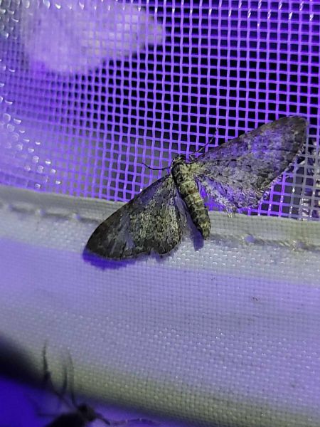 Eupithecia subumbrata  - Thomas Lux