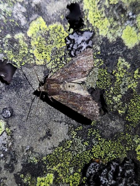 Apamea crenata  - Thomas Lux