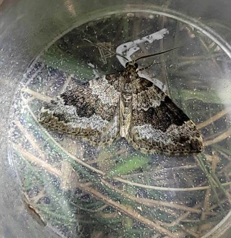 Colostygia aptata  - Thomas Lux