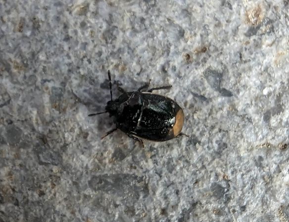 Legnotus limbosus 