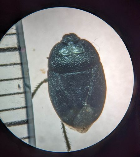 Sehirus luctuosus 