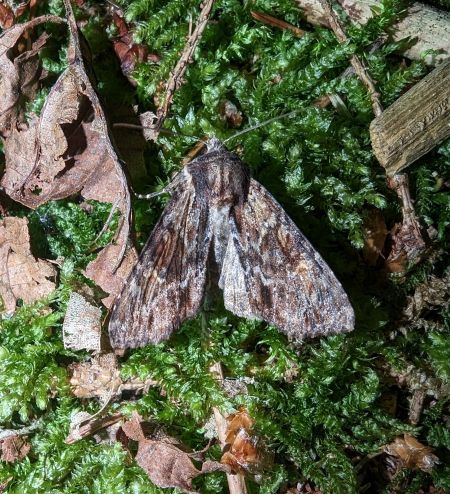 Apamea crenata 