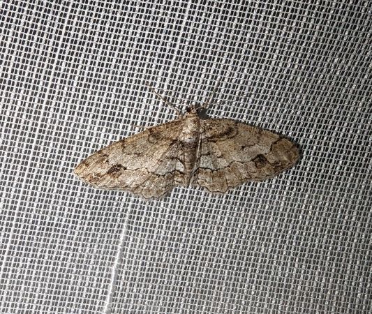 Paradarisa consonaria 