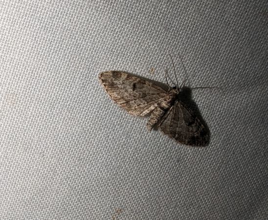 Eupithecia tantillaria 