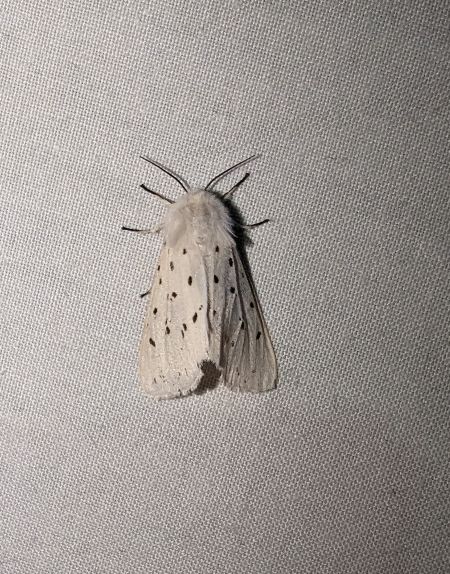 Spilosoma lubricipeda 