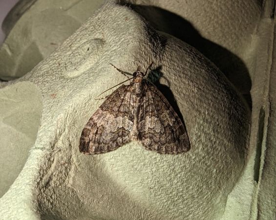Hydriomena impluviata 